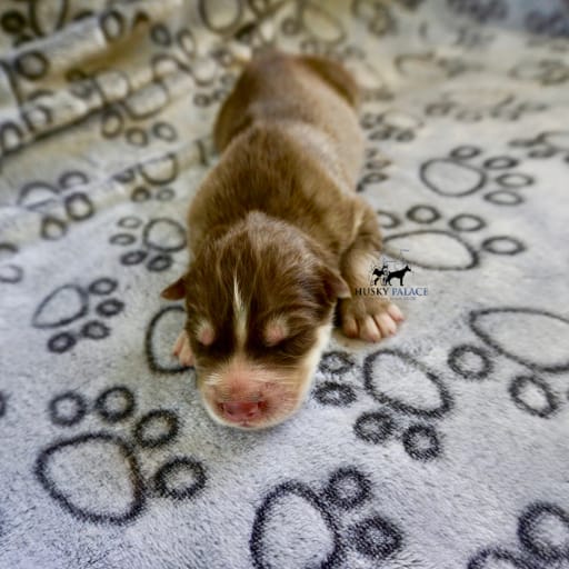 AKC Rafael Solano 19